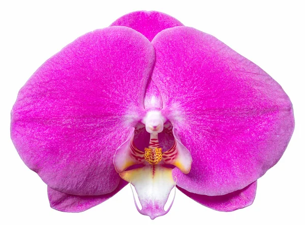 Clippin ile beyaz izole mor phalaenopsis orkide çiçek — Stok fotoğraf