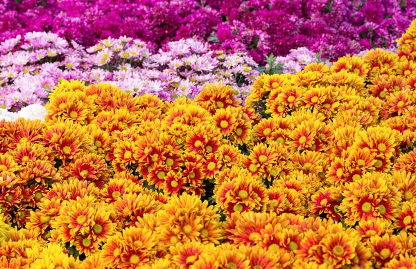 Chrysanthemen Gänseblümchen blühende Felder im Garten — Stockfoto