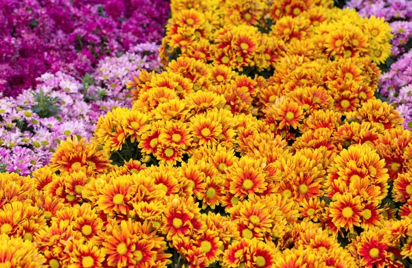 Chrysanthemums daisy flower fields blooming in the garden — Stock Photo, Image
