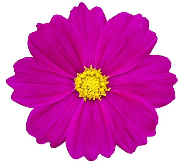 Purple cosmos flower isolated on white with clipping path — Stock Photo, Image