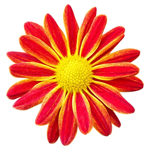 Red chrysanthemums daisy flower isolated on white with clipping — Stock Photo, Image