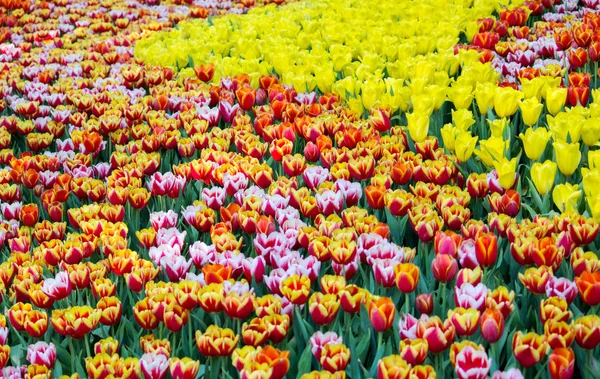 Colorful tulip flower fields blooming in the garden — Stock Photo, Image