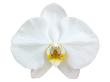 Beyaz kırpma ile izole beyaz phalaenopsis orkide çiçek