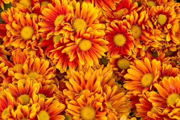 Orange chrysanthemums flower background — Stock Photo, Image
