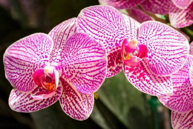 Phalaenopsis orkide çiçek
