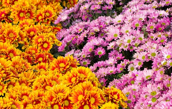 Krysantemum daisy blomsterfält blommar i trädgården — Stockfoto