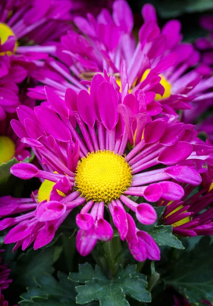 紫色菊花朵雏菊花 — 图库照片