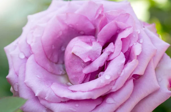 Primer plano rosa púrpura flor — Foto de Stock