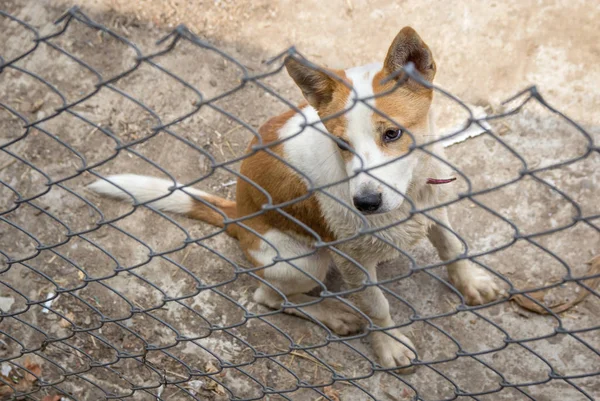 Dog behind the iron fence