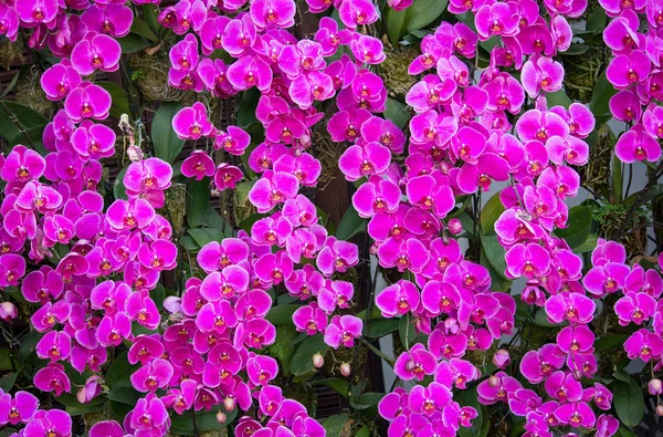 天然紫蝴蝶兰花背景 — 图库照片