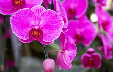 Mor phalaenopsis orkide çiçek