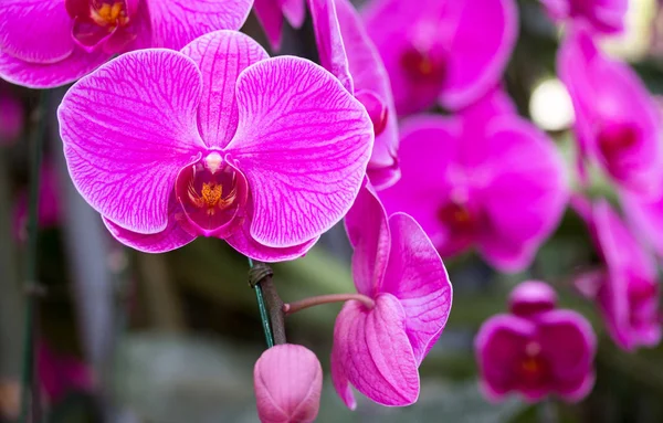 Purple phalaenopsis orchid flower — Stock Photo, Image