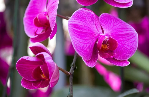 Kwiat fioletowy phalaenopsis orchid — Zdjęcie stockowe