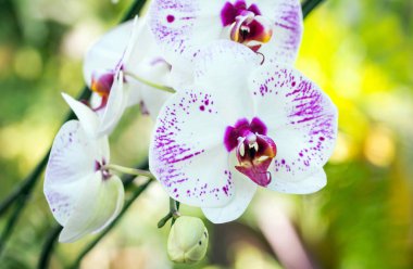 Phalaenopsis orkide çiçek
