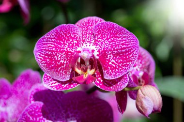 pembe phalaenopsis orkide çiçek