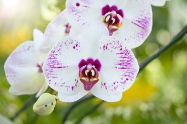 Phalaenopsis orkide çiçek