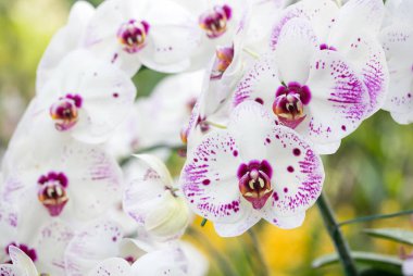 Phalaenopsis orkide çiçek