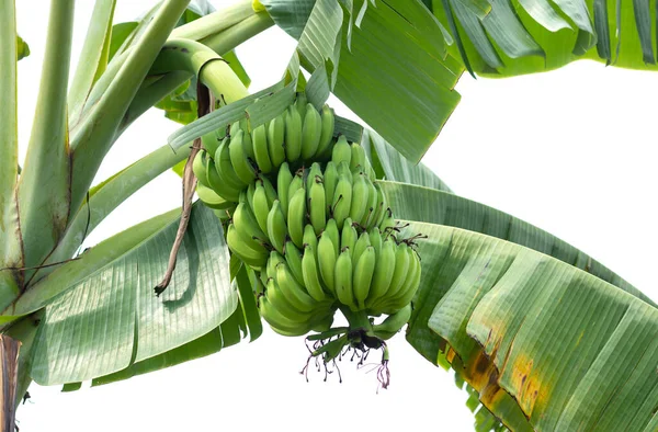 Albero Banane Sfondo Bianco — Foto Stock