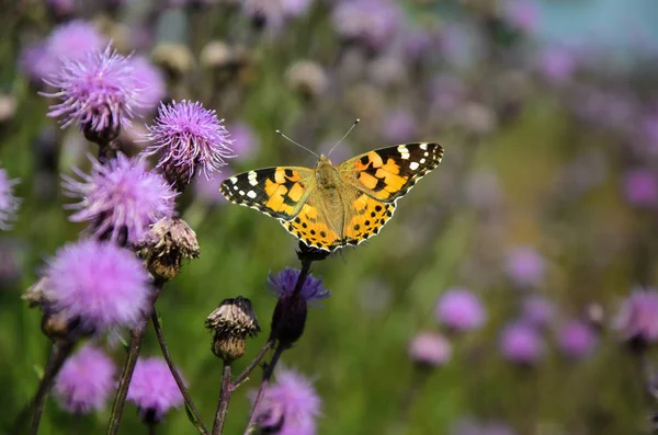 Schmetterling gemalte Dame (vanessa cardui) auf Distel blühende Blume. — Stockfoto