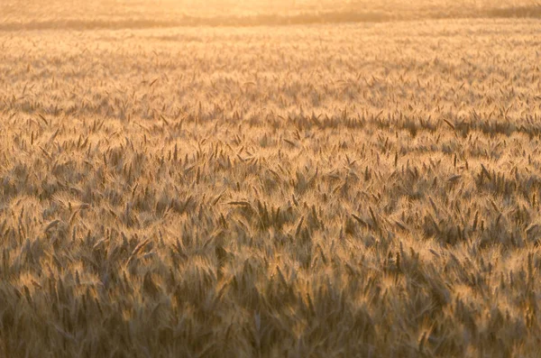 Campo de trigo dorado con rocío en una mañana soleada de verano  . —  Fotos de Stock