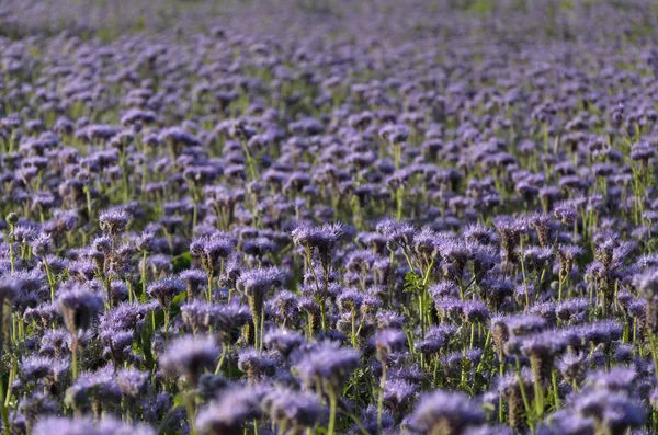 Fioletowe kwiaty koronkowe Facelia (Facelia błękitna). — Zdjęcie stockowe