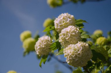 Bahar Guelder rose, Viburnum opulus çiçekler bir kartopu şeklinde beyaz..