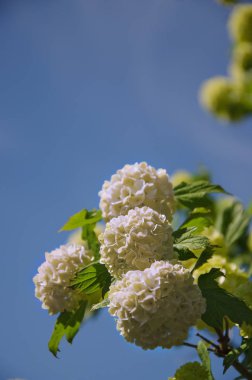 Bahar Guelder rose, Viburnum opulus çiçekler bir kartopu şeklinde beyaz..