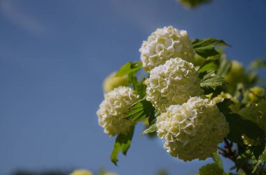 Bahar Guelder rose, Viburnum opulus çiçekler bir kartopu şeklinde beyaz..