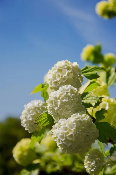 Bahar Guelder rose, Viburnum opulus çiçekler bir kartopu şeklinde beyaz..