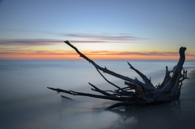 Ölü ağaç arka planda bulanık deniz ile gündoğumu sırasında bir plajda