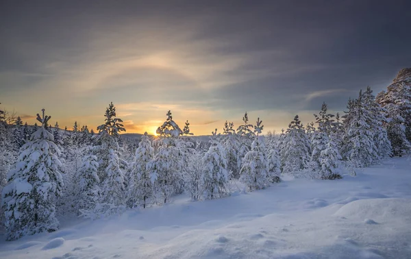 Winter in Lappland, Schweden, Norrbotten — Stockfoto