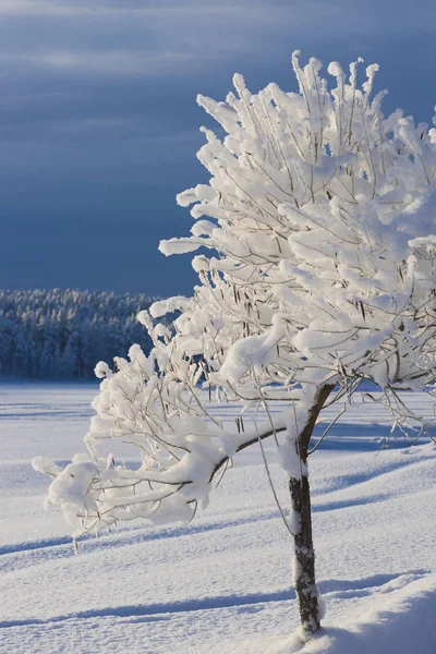 Hiver en Laponie, Suède, Norrbotten — Photo