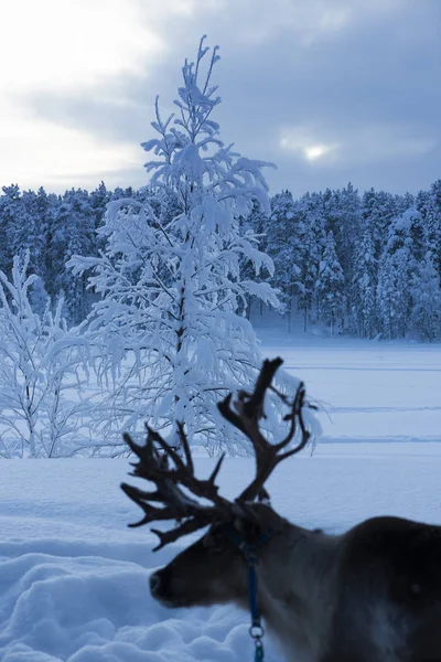 Vintern i Lappland, Sverige, Norrbotten Stockbild