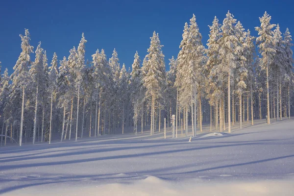 Durante Inverno Lapônia Suécia Norrbotten — Fotografia de Stock