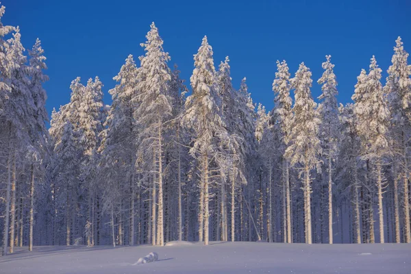 Hiver en Laponie, Suède, Norrbotten — Photo