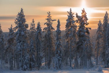 İsveçli Lapland kışın