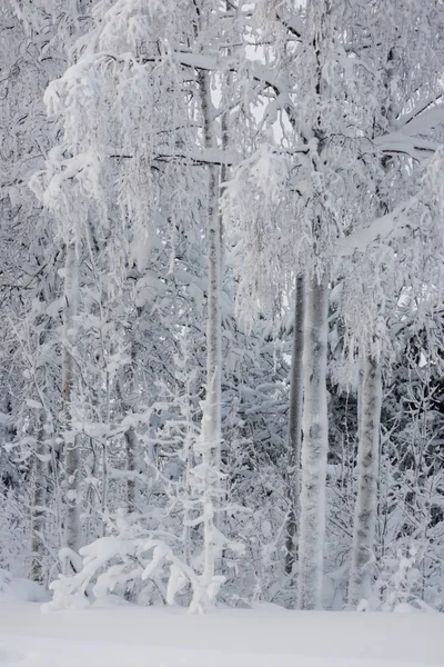 O inverno na Lapônia sueca — Fotografia de Stock