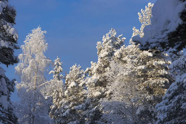 L'hiver en Laponie suédoise — Photo