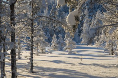 İsveçli Lapland kışın