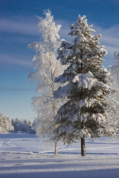 L'hiver en Laponie suédoise — Photo