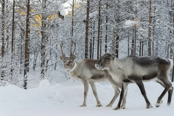 L'inverno in Lapponia svedese — Foto Stock