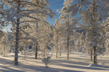 İsveçli Lapland kışın