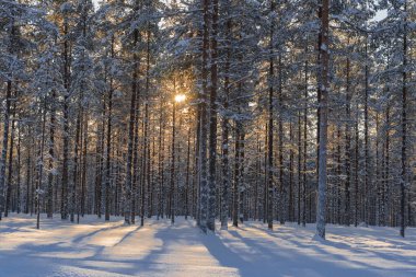 İsveçli Lapland kışın