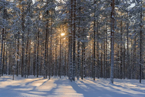 L'hiver en Laponie suédoise — Photo