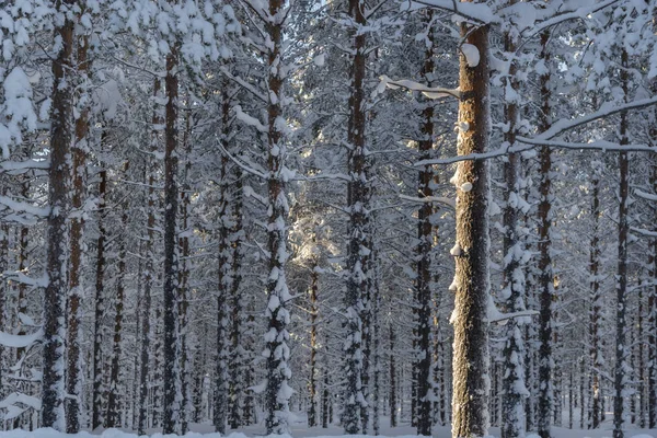 L'hiver en Laponie suédoise — Photo