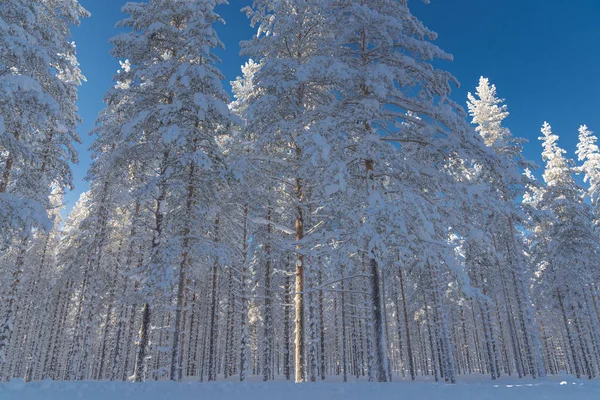 The winter in swedish Lapland — Stock Photo, Image