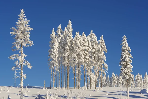 El invierno en Laponia sueca —  Fotos de Stock