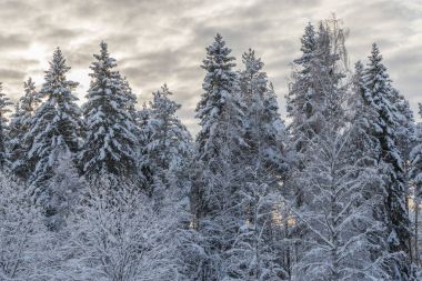 İsveçli Lapland kışın