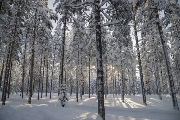 L'hiver en Laponie suédoise — Photo