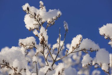 İsveçli Lapland kışın